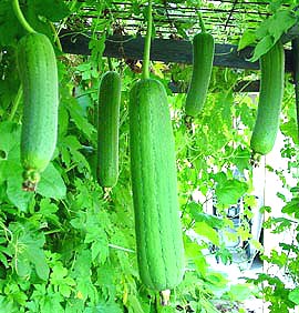 Loofah fruit growing on a vine